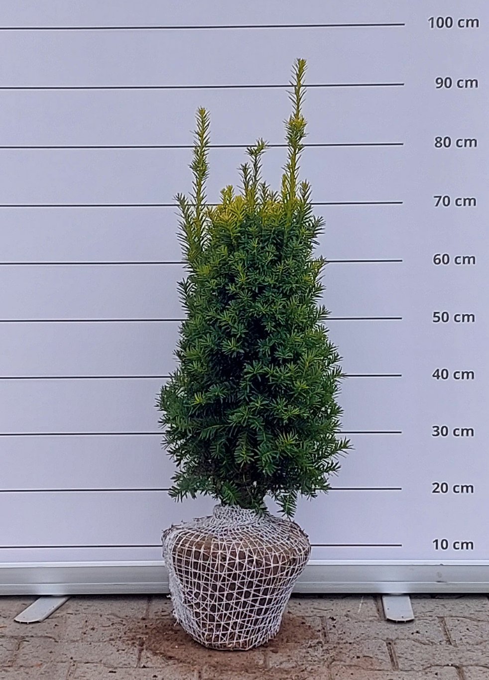 Taxus b. 'Judith' - 50-60 CM RB